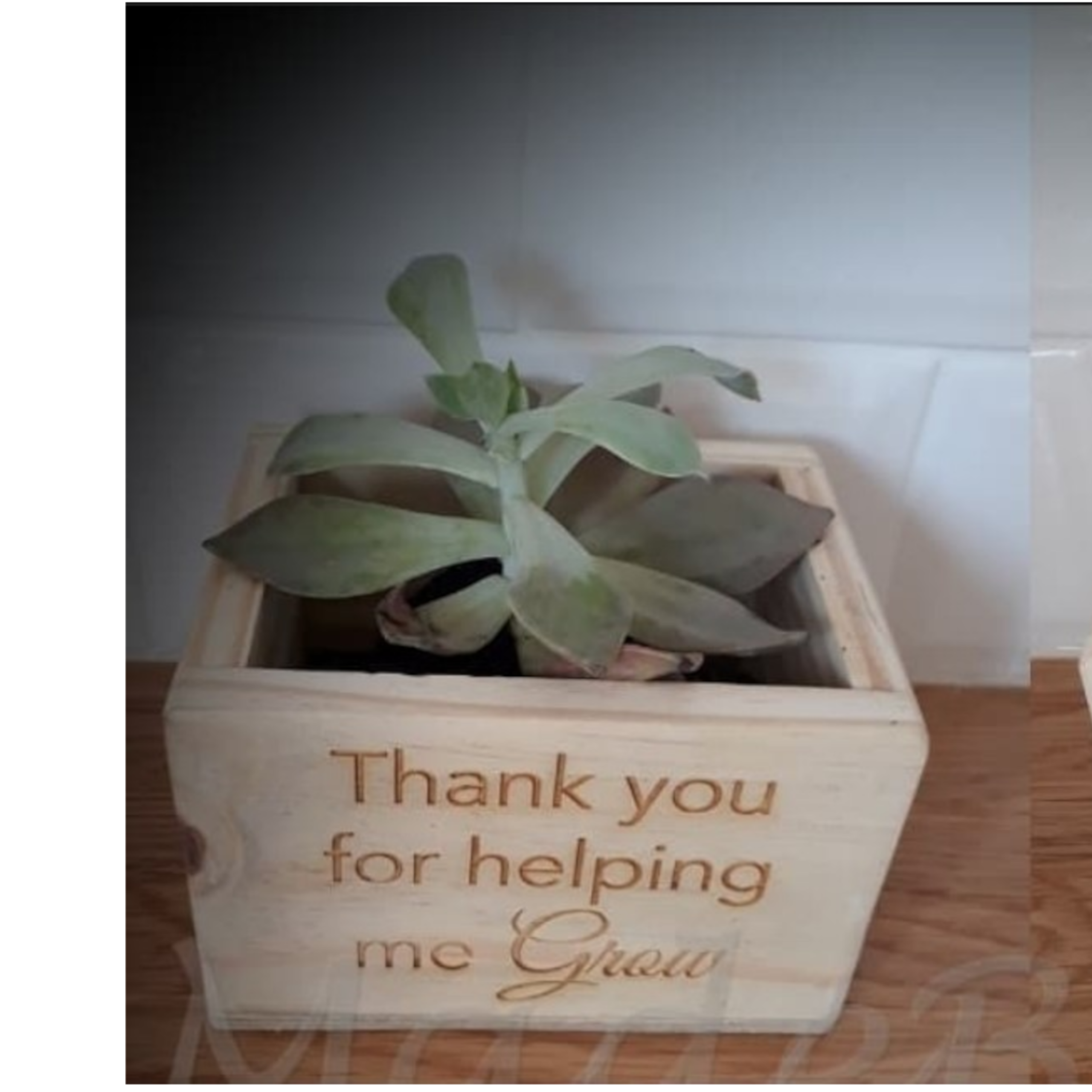 Plant box - small